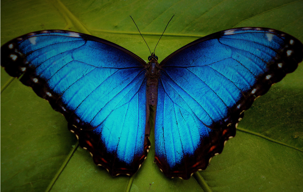 a blue butterfly image