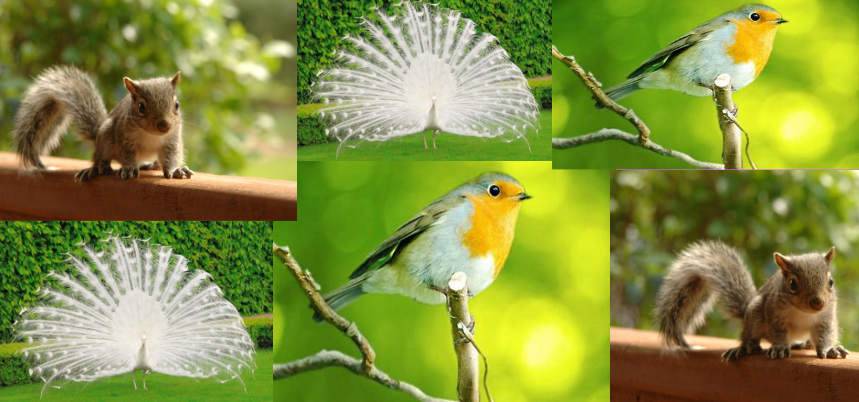pattern image of animals