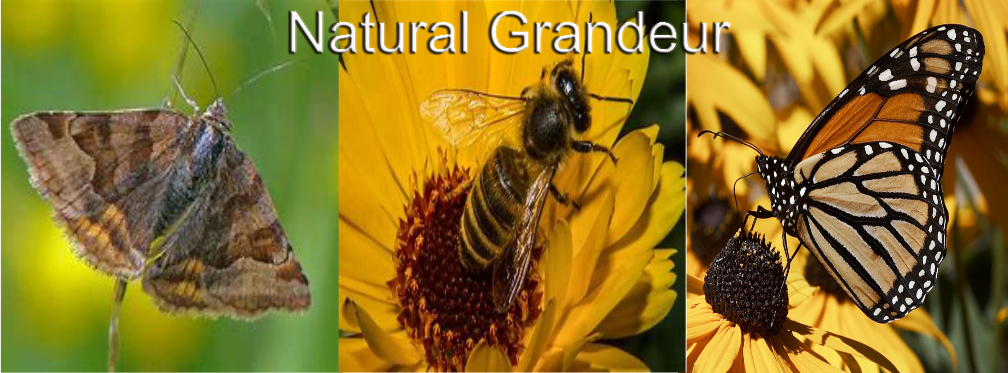 image of moth, bee and butterfly