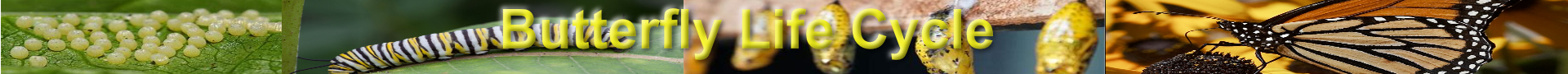 Butterfly Life Cycle animation