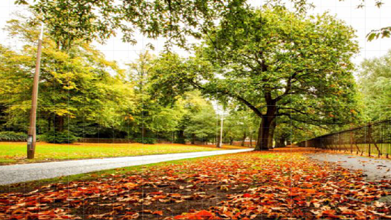 A tree in the park image