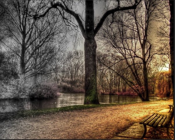 A tree in a peaceful park