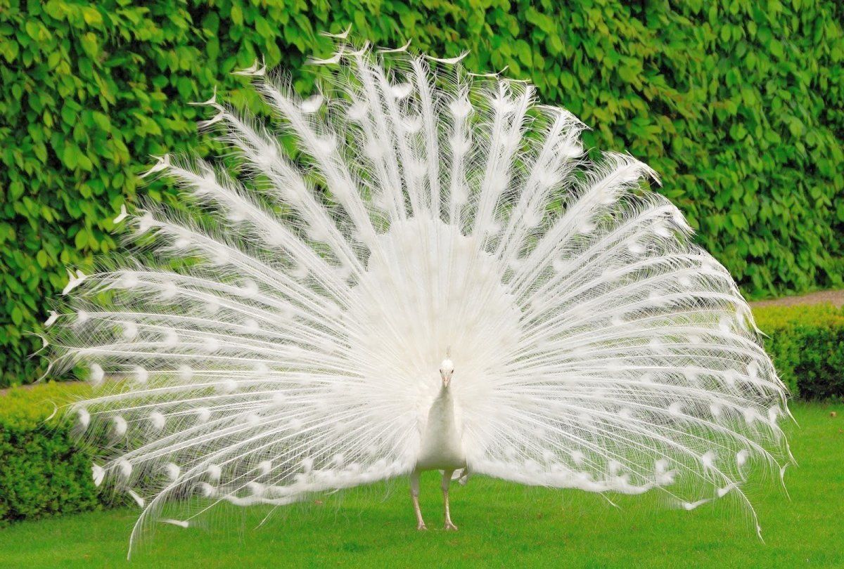 a white peacock image