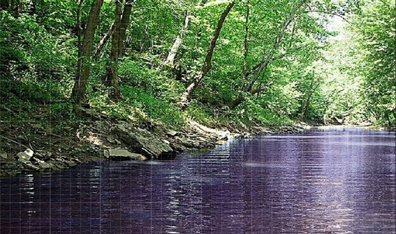 A river surrounded by trees