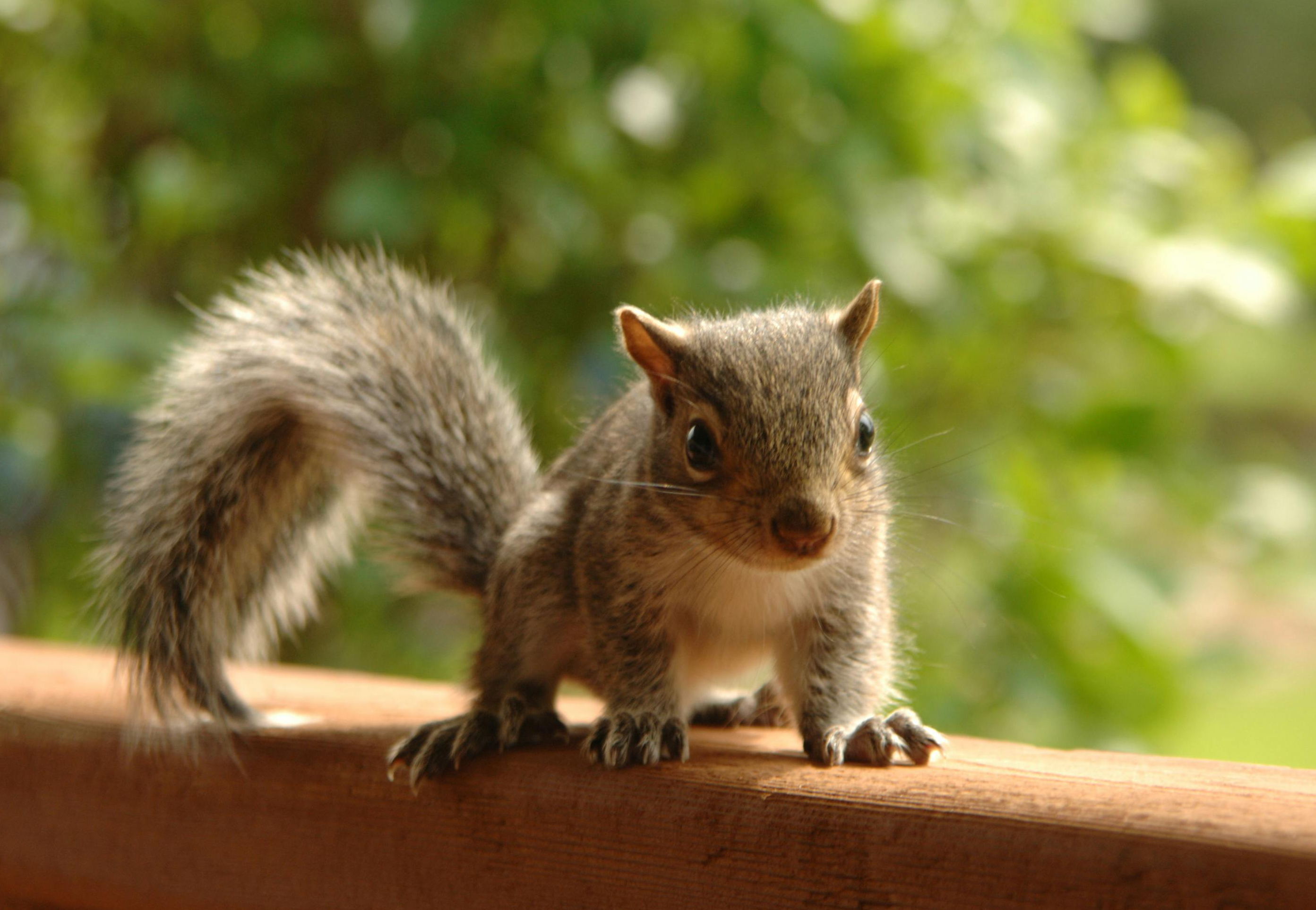 a squirrel image